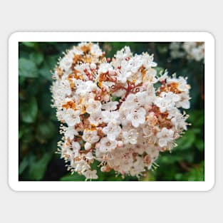 White Flower Sticker